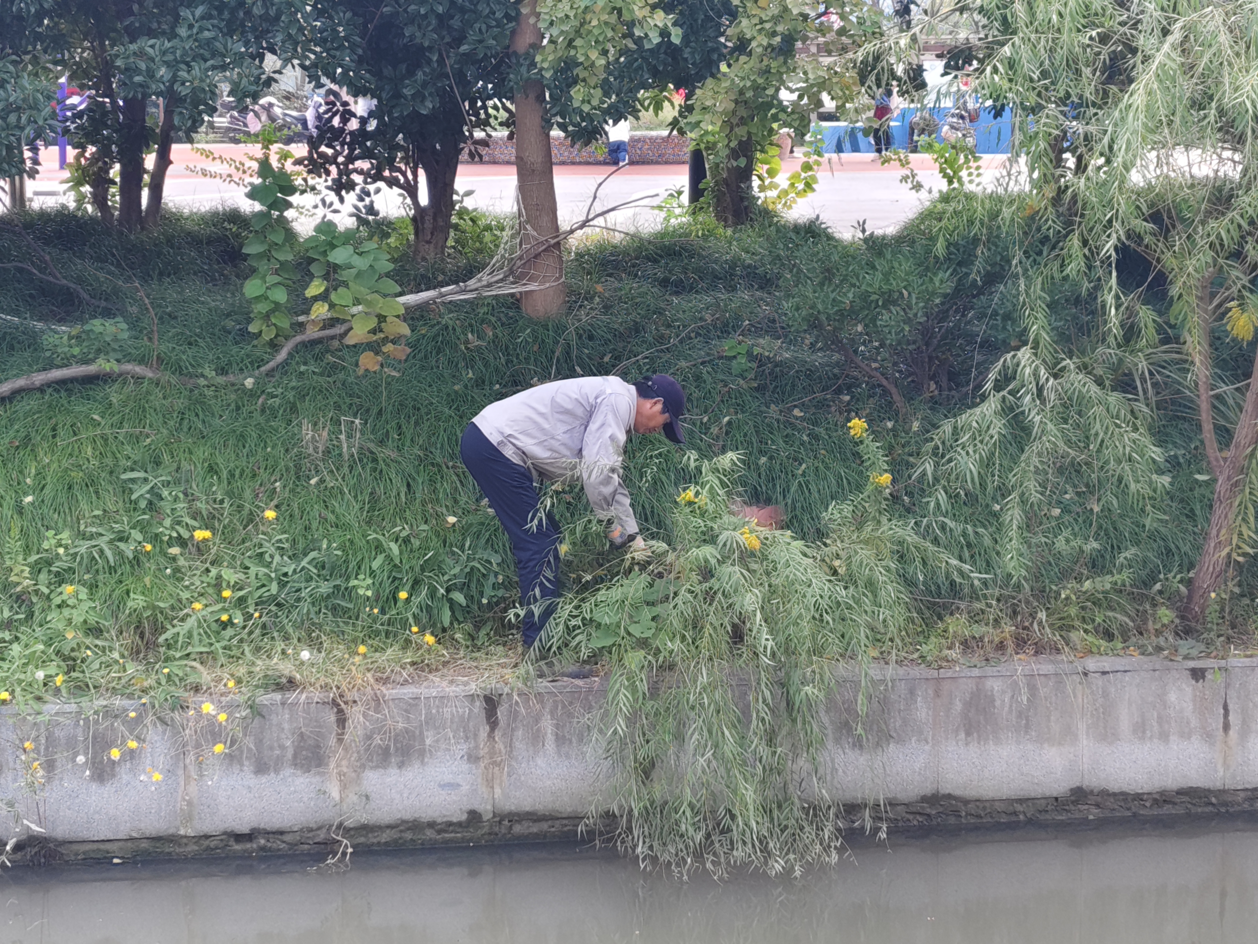 果园清理一枝黄花.jpg